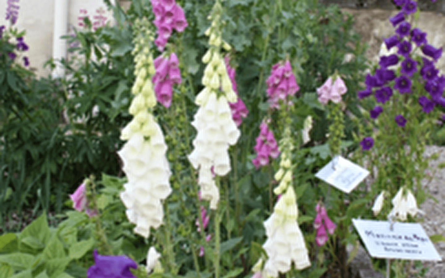Tentoonstelling van geneeskrachtige planten
