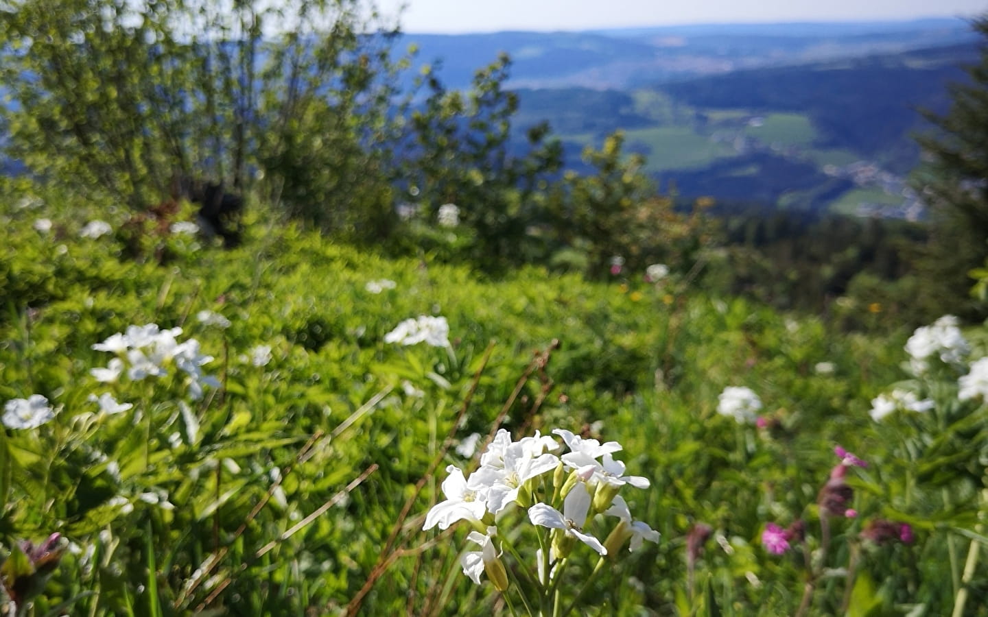 Natuuruitstapje - wilde planten ontdekken