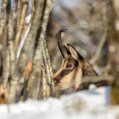 De Grote Oversteek van de Jura met sneeuwschoenen