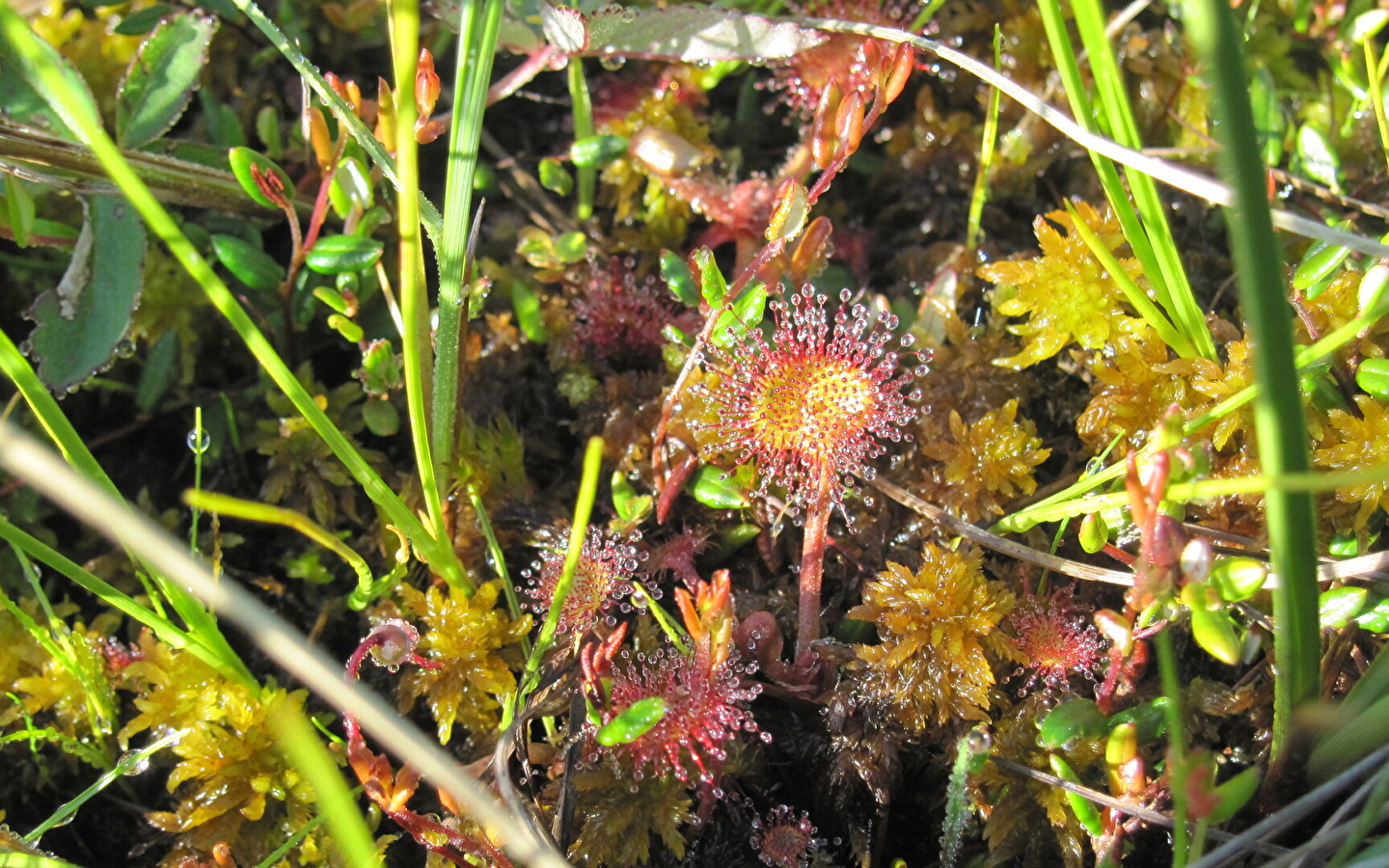Natuuruitstapje: de planten van de Frasne venen