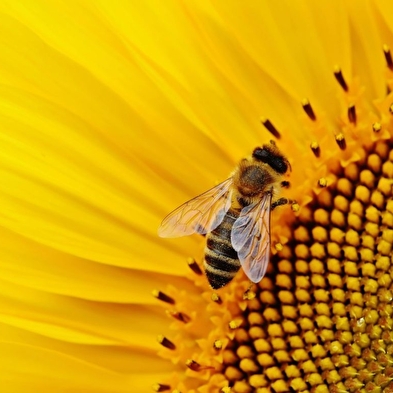 Lente workshops