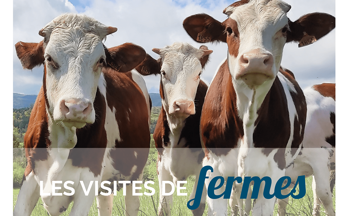 Bezoek aan de melkveehouderij Champs Dières in Cogna - woensdag