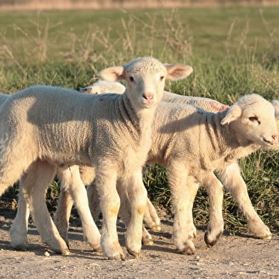 La ferme Chassard