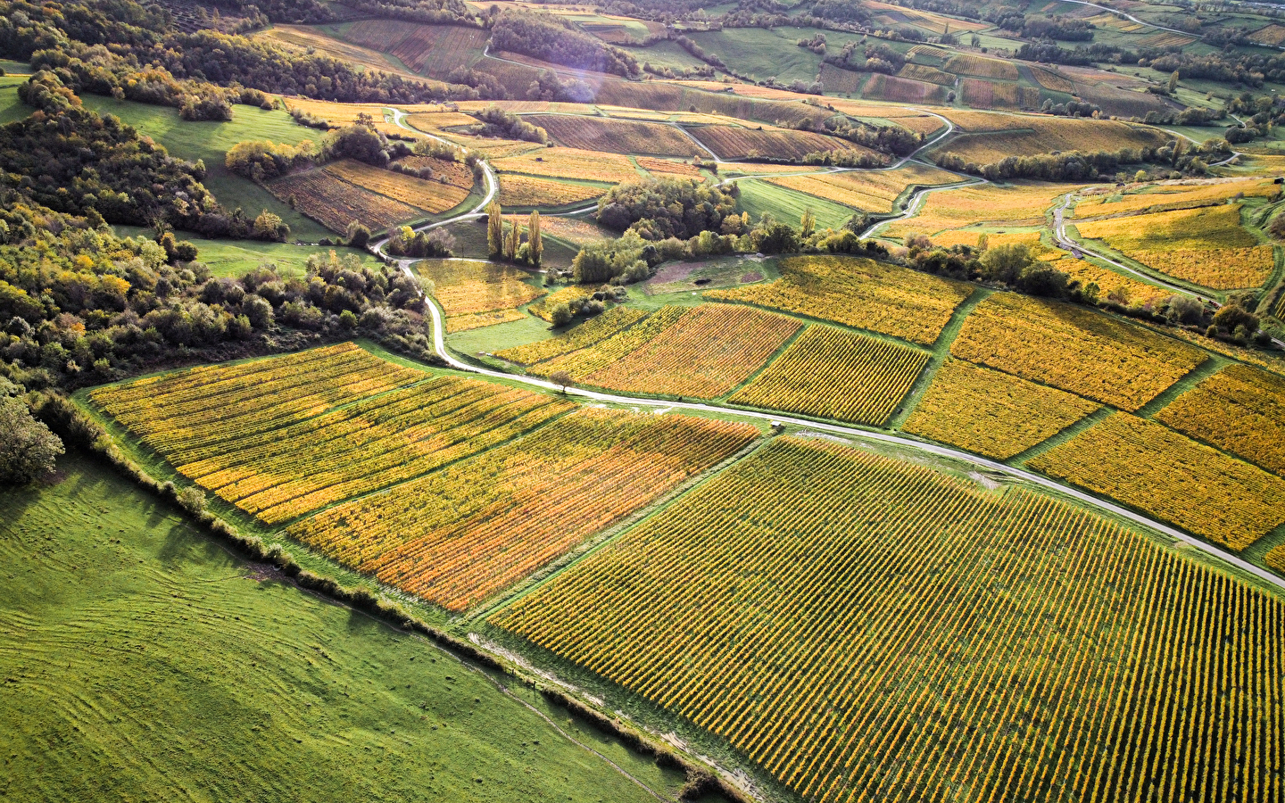 Belvédère du vignoble