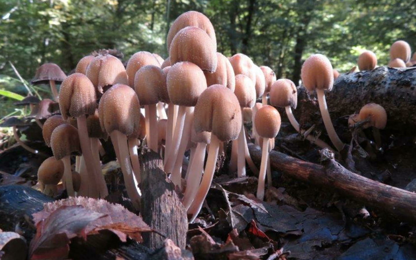Natuuruitstapje - Ontmoet de paddenstoelen