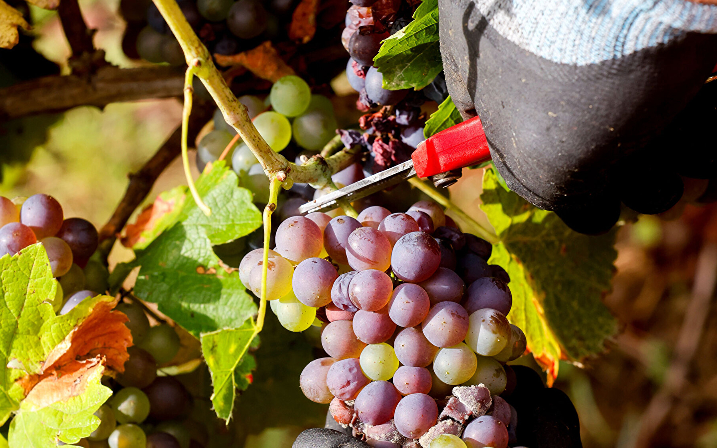 Visite guidée : Vin et dégustations 