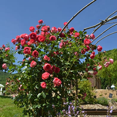 Roseraie- jardin du Lion d'Or