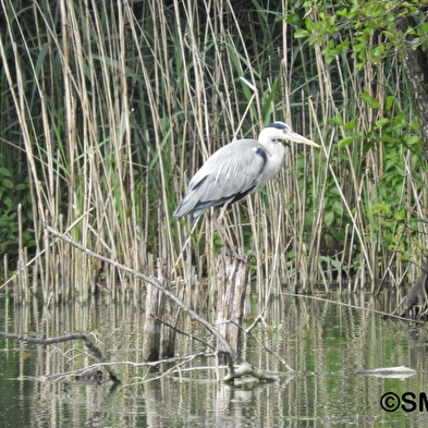 Lus van natuurlijke milieus in de moerassen van de Saône