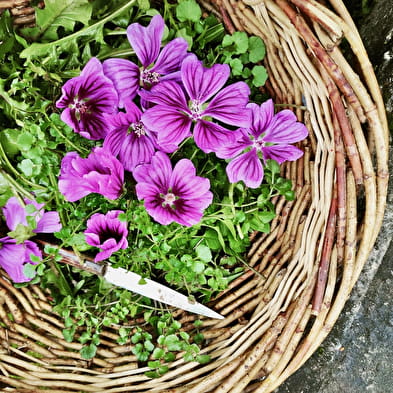 Serpe et Chaudron - Ateliers autour des Plantes sauvages et Balades botaniques