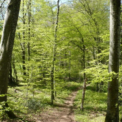 Circuit de randonnée pédestre - le mont dommage