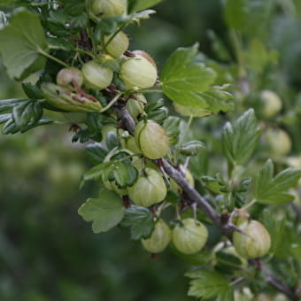 Au Millieu des fruits du Bugey - LHUIS