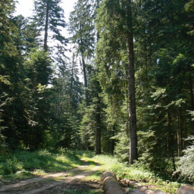 Route des sapins