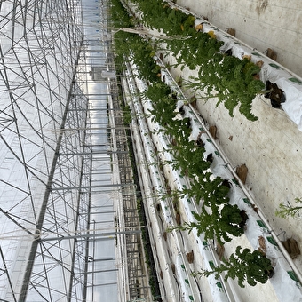 La ferme Païdeia - MESSIA-SUR-SORNE