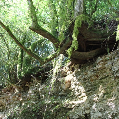 Source de Tapoira