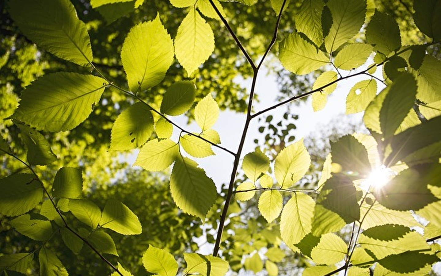 Potluck: Tuin - Montbéliard