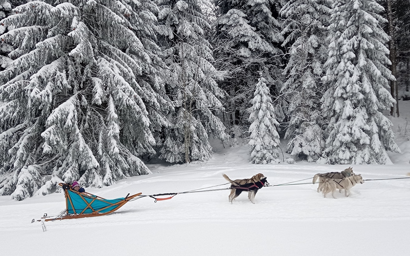 Baptême en traîneau à chiens avec Symbiose chien polaire