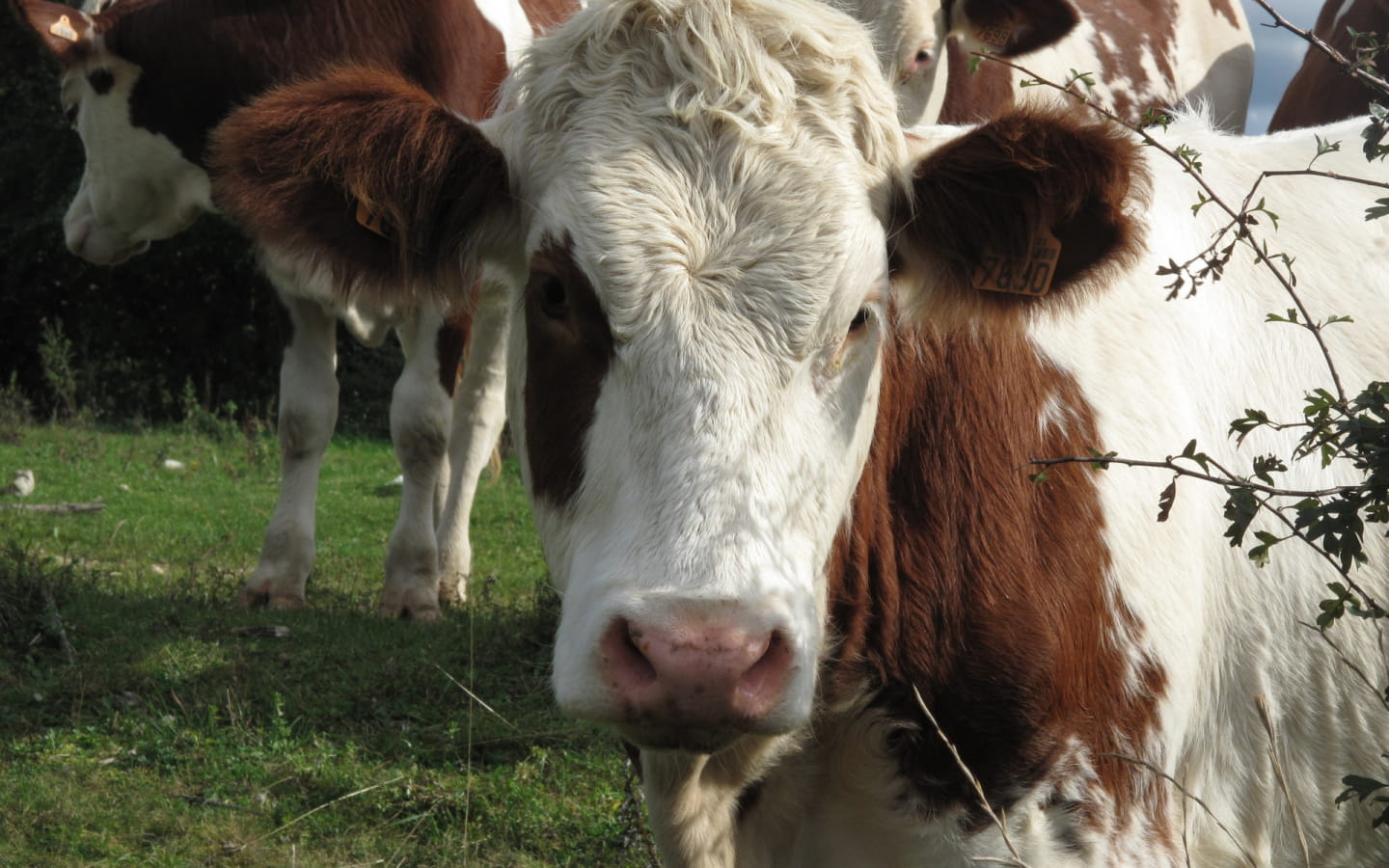 Visite guidée de la ferme