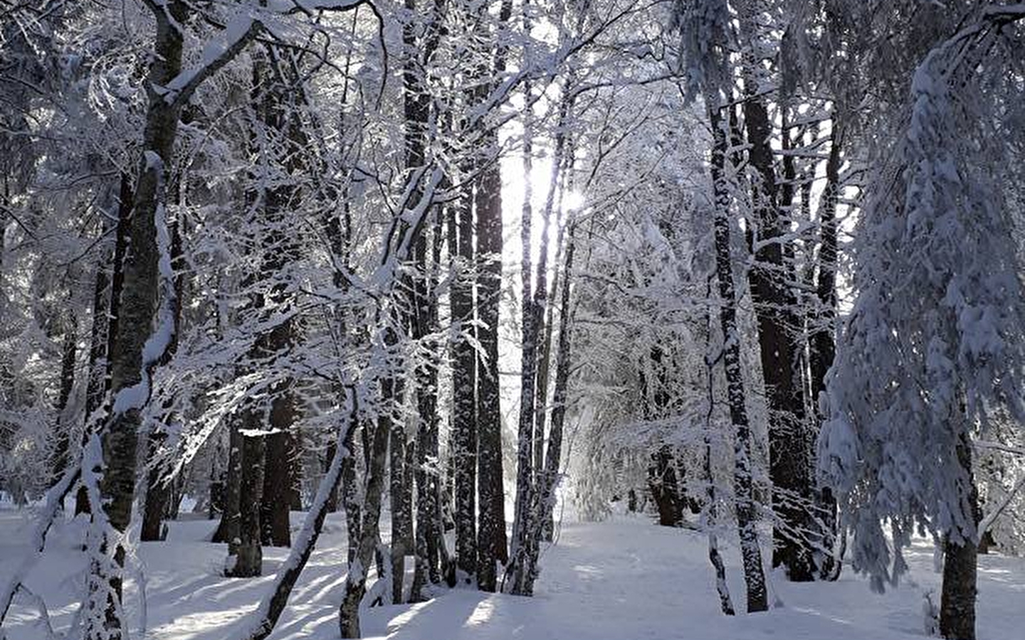 Sneeuwschoenwandelingen voor het hele gezin: het bos in al zijn vormen