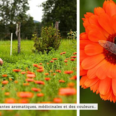 Fietstocht & botanische ontdekking van de smaak