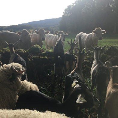 Chèvres et brebis de Samonod