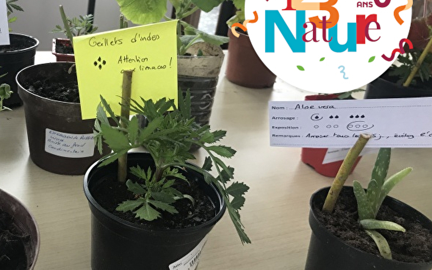 123 NATUUR WORKSHOP: Wilde geneeskrachtige planten