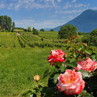 Domaine Monin - VONGNES