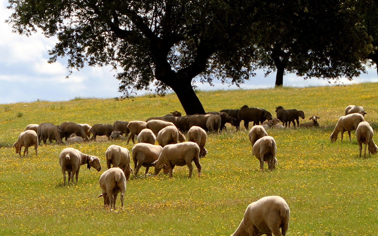 La ferme Chassard