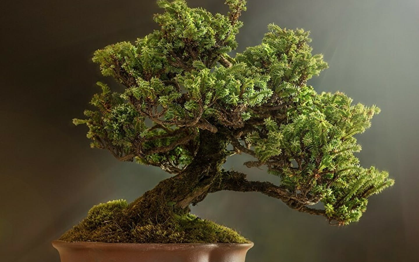 Bonsai-tentoonstelling: Van bladeren tot naalden