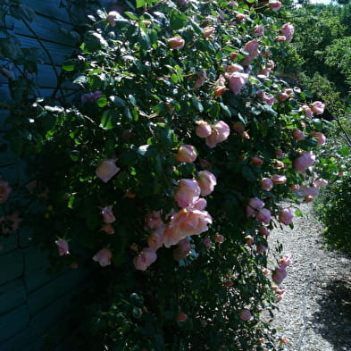 Roseraie- jardin du Lion d'Or