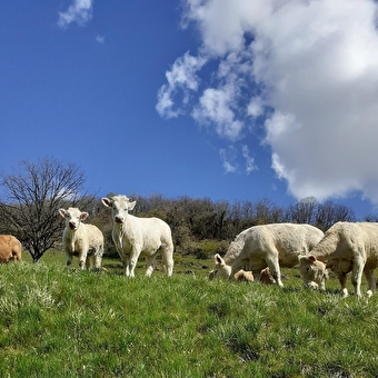 EARL de Plan Poncieux - BOYEUX-SAINT-JEROME