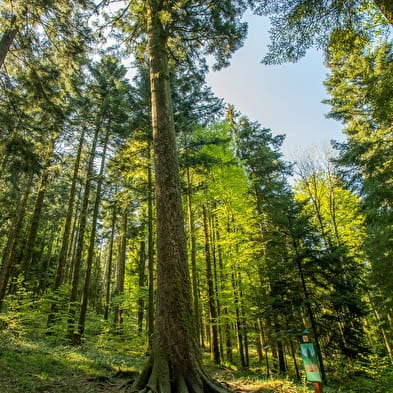 Forêt de la Joux