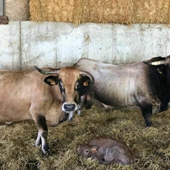 La Ferme du Mont - oeufs, lentilles et viande bovine Aubrac - VALROMEY-SUR-SERAN