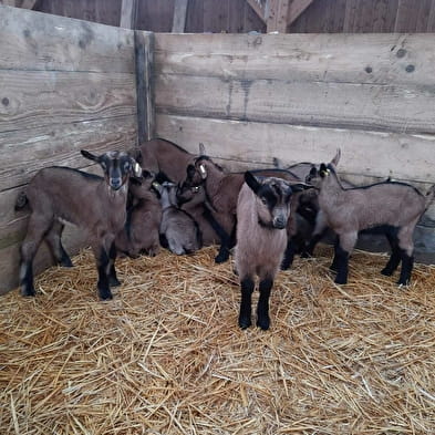 Gaec Les Chevrettes du Vieux Valey