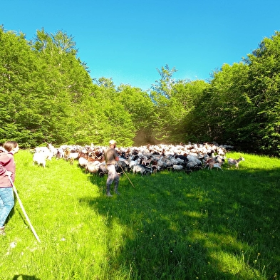 Randonnées en alpages avec la bergerie 'Au rythme du troupeau'