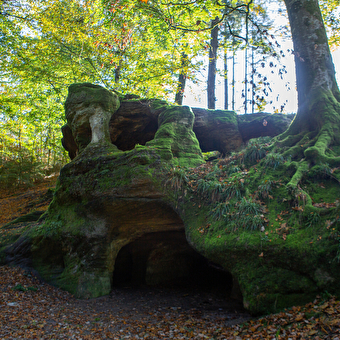 De wortels - MOISSEY