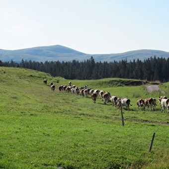 Trek-ontdekking van de Hautes-Combes du Jura met Lucas Humbert - Septmoncel-Les Molunes