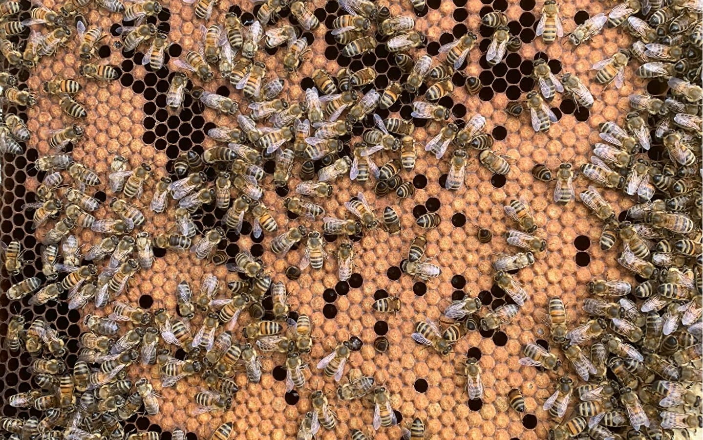 Route des Savoir-faire: de honing uit de Franche-Comté