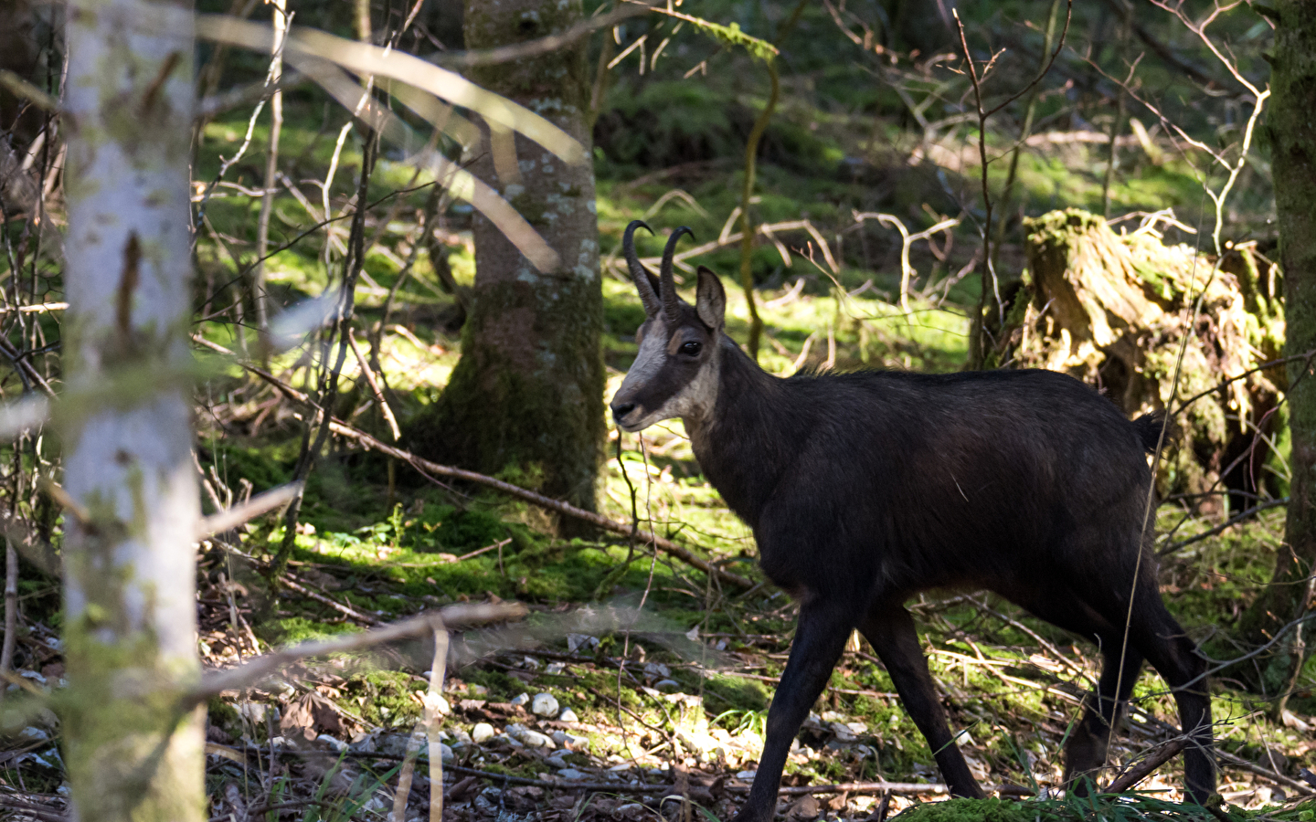 Ontdekkingstocht - Het gemzenpad