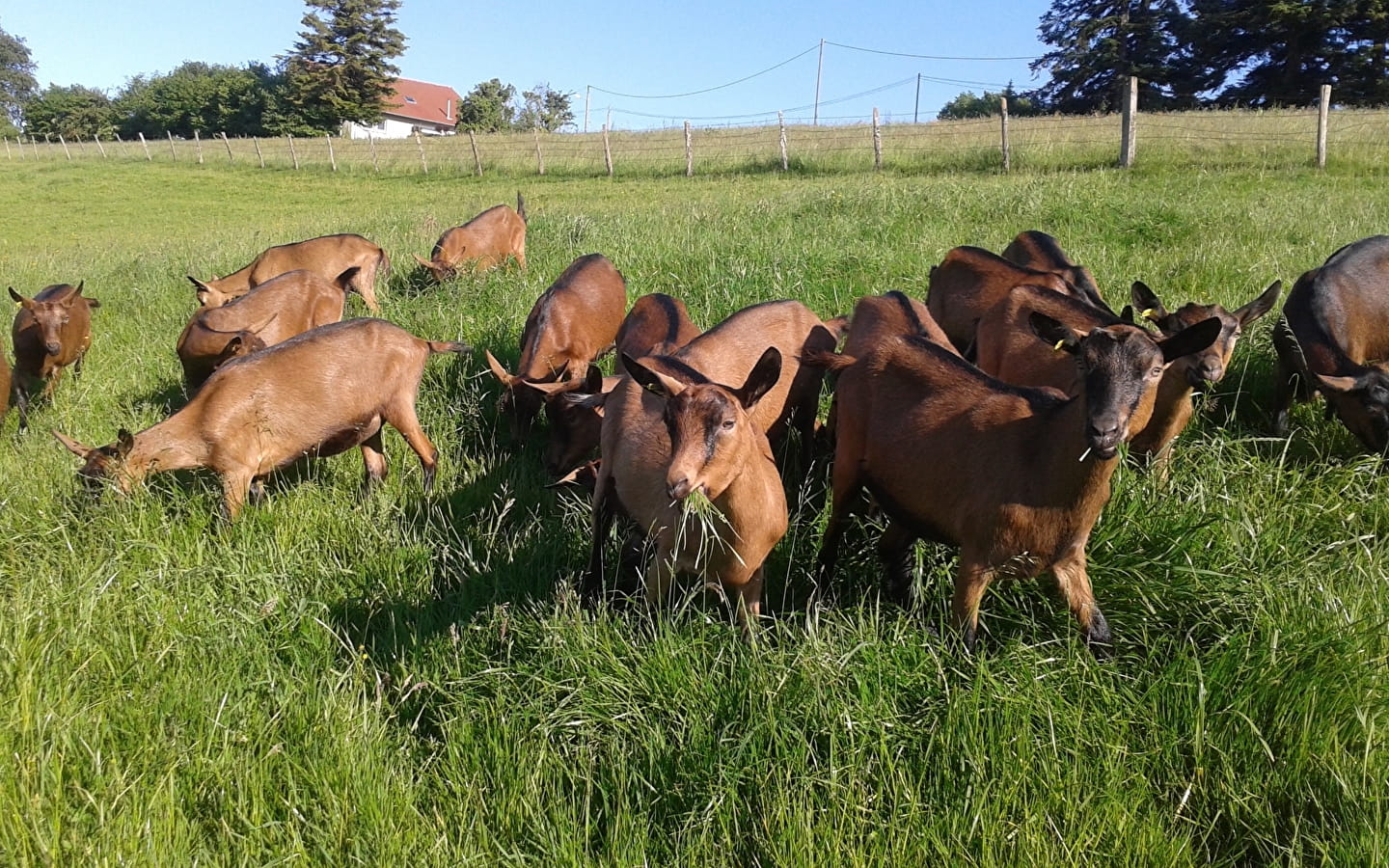 Visite de chevrerie (copie)