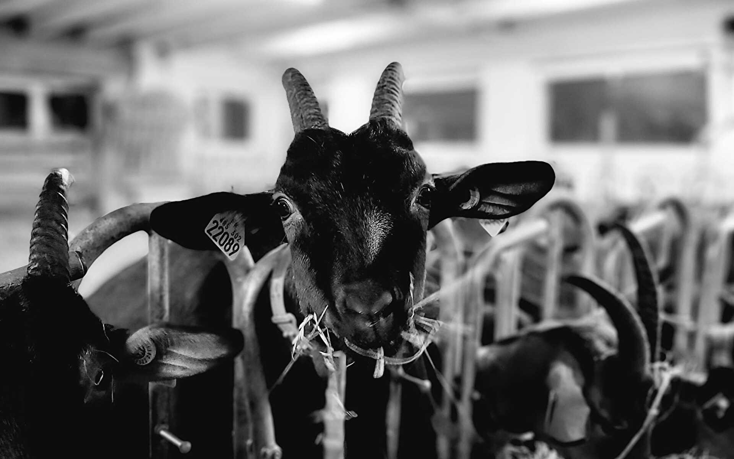 Chèvrerie l'Amourette