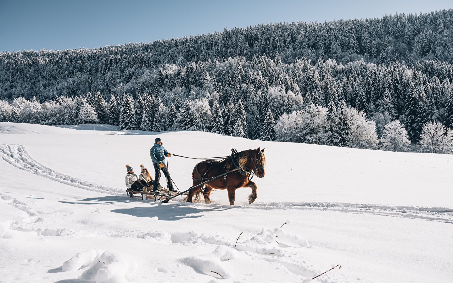 Promenade en petit groupe en luge attelée