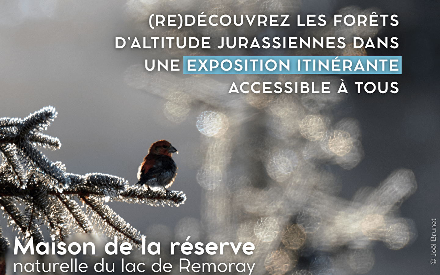 Tentoonstelling - Hooggelegen bossen, bossen van links