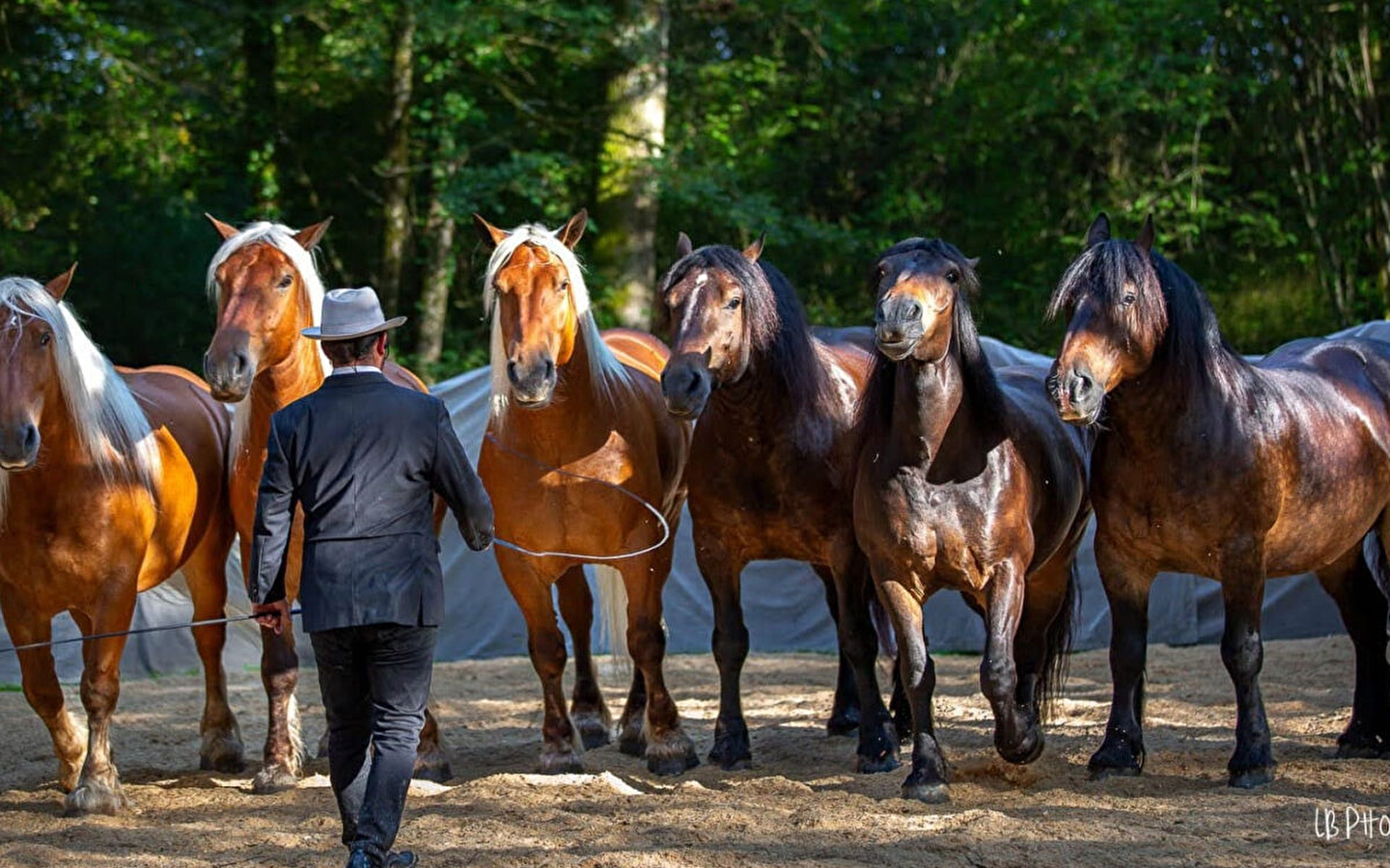 Paardenshow 'Les Comtois en Folie
