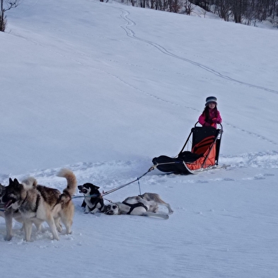 Baptême en traîneau à chiens avec Symbiose chien polaire
