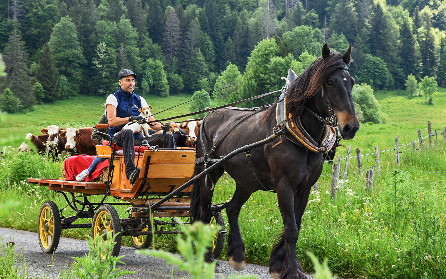 Balade en calèche privatisée, fin de journée l'été