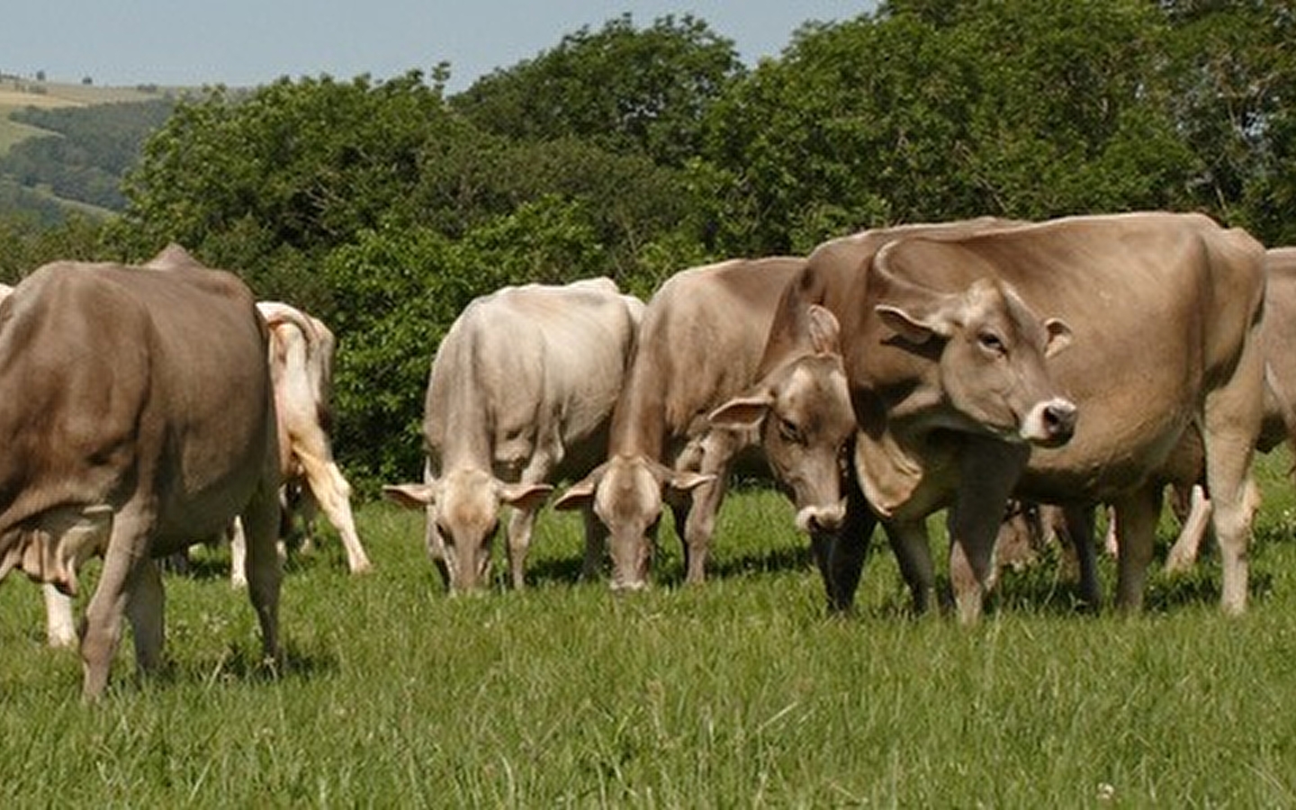 Cécile Clerc - Aux pas des Brunes - fromage de vaches