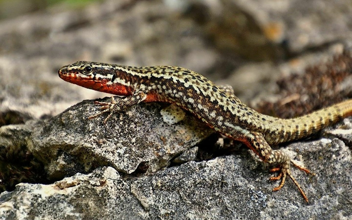 Herfst familieworkshop: Herpetofauna ontdekken