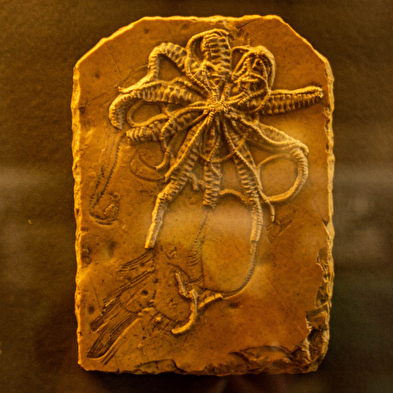 Musée paléoécologique de Cerin