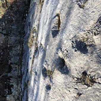 Traces de dinosaures au Petit-Abergement - HAUT VALROMEY