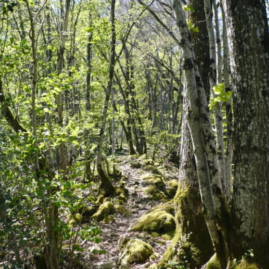 Circuit de randonnée pédestre - le mont dommage